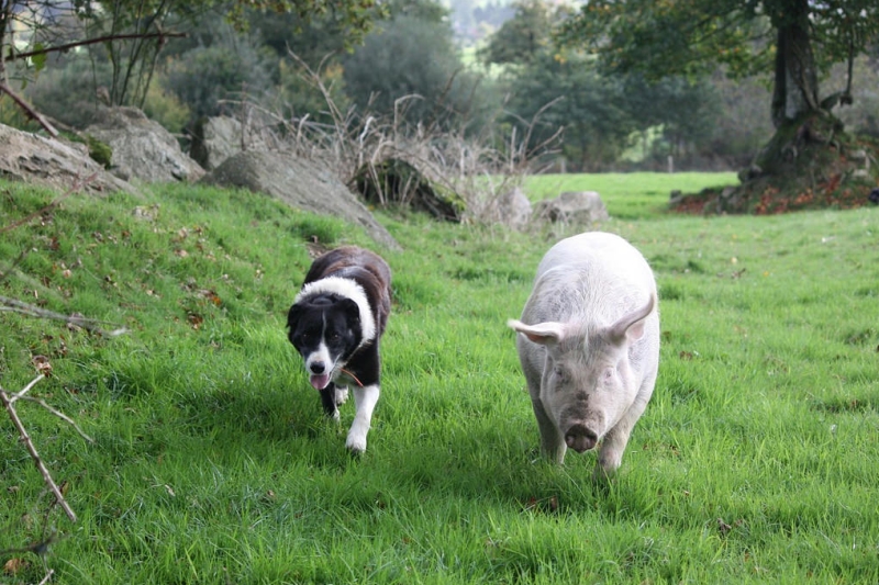 Hund und Schwein laufen nebeneinander auf die Kamera zu